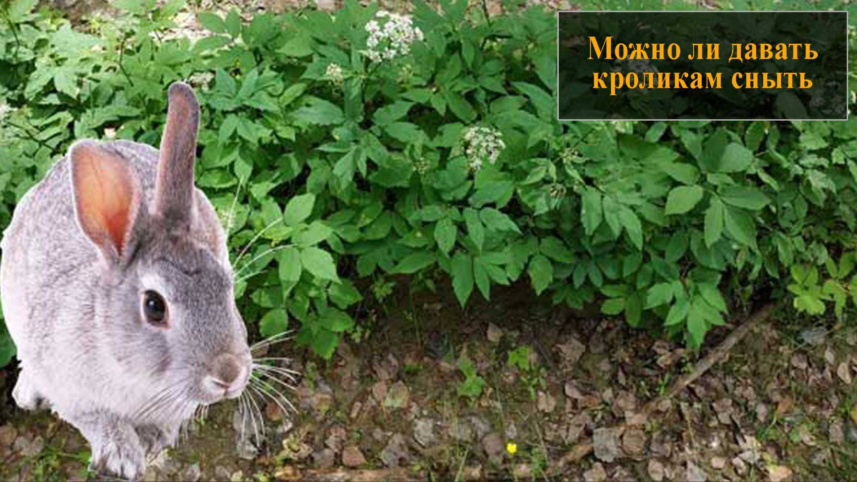 Можно ли давать кроликам сныть смотреть онлайн