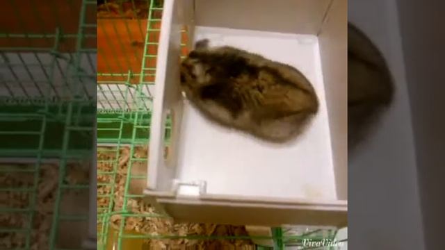 ♥♥♥*Мой хомячок* ♥♥♥ смотреть онлайн