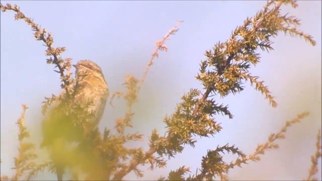Wryneck (Jynx torquilla) смотреть онлайн
