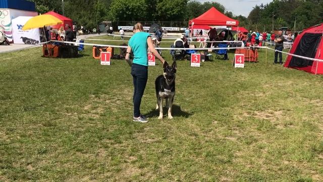 Арсенал Гордый Принц отл., jCAC смотреть онлайн