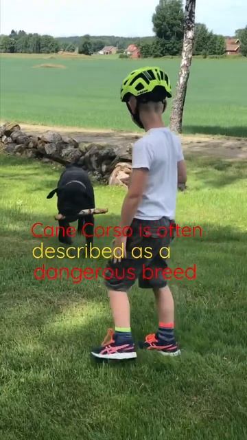 ✨Cane Corso is a gentle giant✨ #canecorso #mastiff #marillion #dog #shorts смотреть онлайн