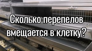 Сколько перепелок вмещается в клетку?