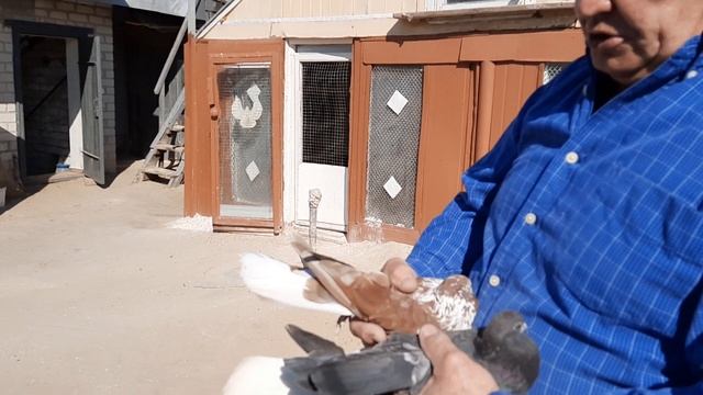 Весна и голуби. смотреть онлайн