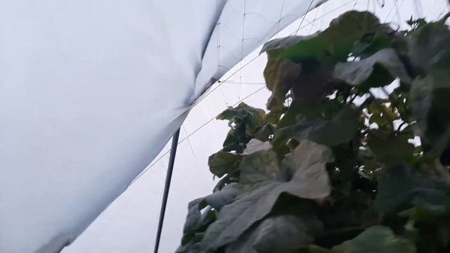 Panuka English Cucumber (GH4) - Retiring at Week 20 смотреть онлайн