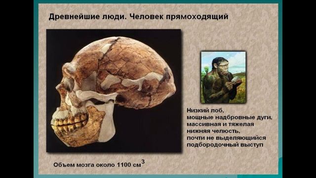 Виды древних людей - наша история смотреть онлайн