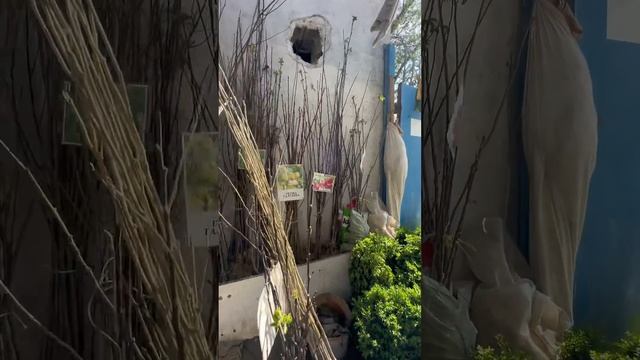 Крытый рынок саженцы г Шымкент смотреть онлайн