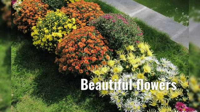 Chiroyli Gullar|World Beautiful Flowers|Красивые цветы|Dunyodagi Chiroyli Gullar