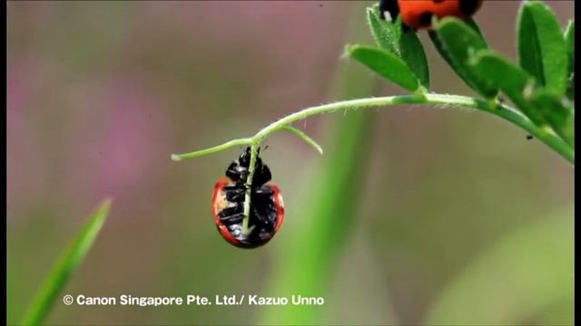 VTS 01 1 The World of EOS MOVIE DVD VIDEO NOT FOR SALE | Canon (Part 1) смотреть онлайн