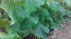 Магний для огурца. Как? Когда? и Зачем. #землядел #subscribe #магний