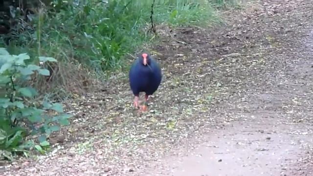 South Island Takahe, Porphyrio hochstetteri, Tiritiri Matangi, New Zealand, 15 Apr 2011 смотреть онлайн