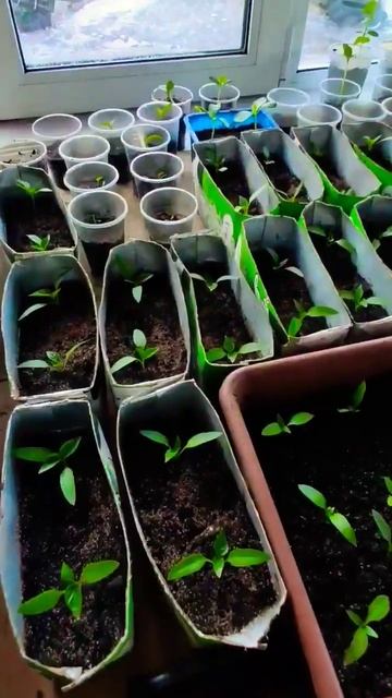 Распикировала перцы болгарские🌶/Raspikirova bell peppers 🌶 #shorts #рассада #огород смотреть онлайн