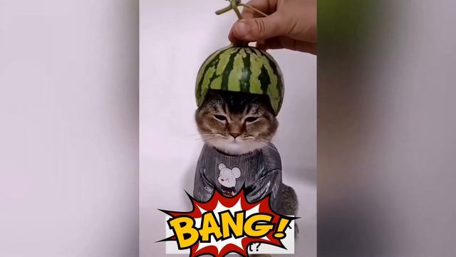 Самые смешные видео про животных 🐶и их хозяев смотреть онлайн