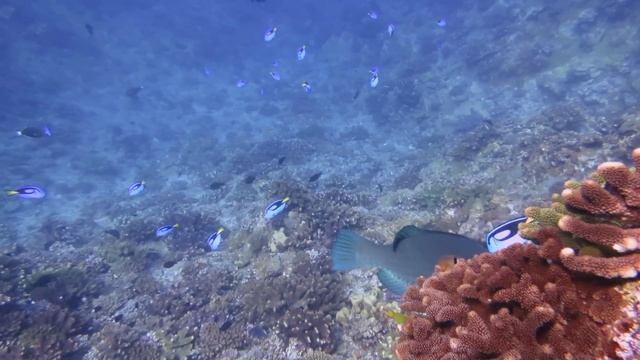 2017/7/10 粟国遠征　カンムリブダイ＆ドリー村