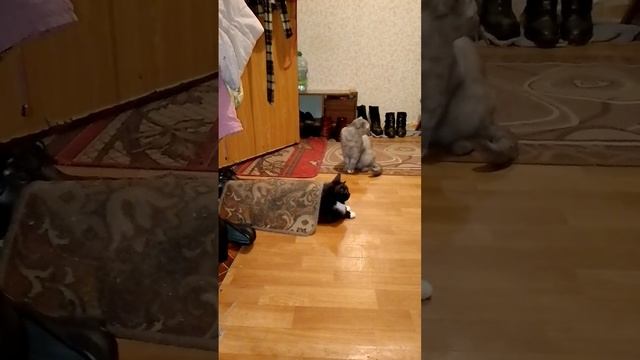 😺Кошачьи игры😺 смотреть онлайн