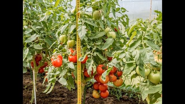 Ранній томат любаша-багатообіцяюча новинка смотреть онлайн