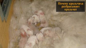 Почему крольчиха разбрасывает крольчат сразу после окрола