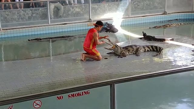 태국 악어쑈 смотреть онлайн