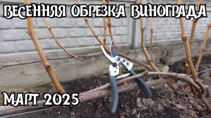 ВЕСЕННЯЯ ОБРЕЗКА винограда.