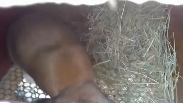 С 8 МАРТА!💝🌹🌹🌹 И немного о кроликах))🐇 смотреть онлайн