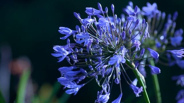 прекрасные цветы смотреть онлайн