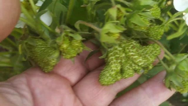 Купчиха завязалась. смотреть онлайн