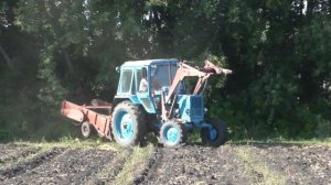 ТРАКТОРИСТ НА МТЗ-80 ВЫКАПЫВАЕТ КАРТОШКУ В ПОЛЕ!)