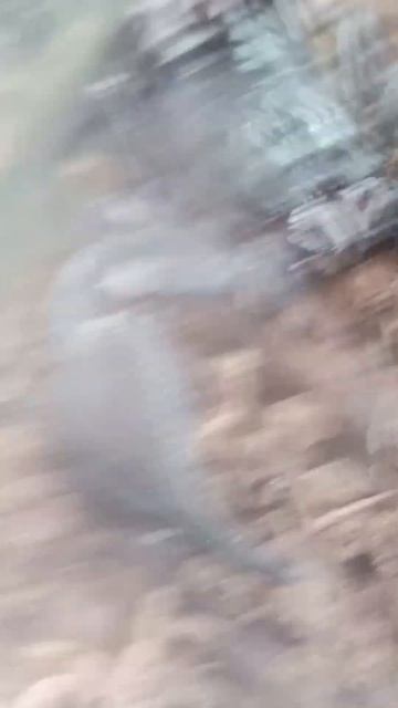 императорский скорпион