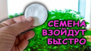 Я перепортил кучу семян 🌱 ПЕТРУШКИ пока не узнал про этот НОВЫЙ способ выращивания петрушки