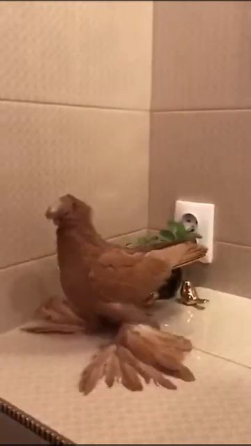 Узбекские Голуби Жёлтые "Новаты" смотреть онлайн