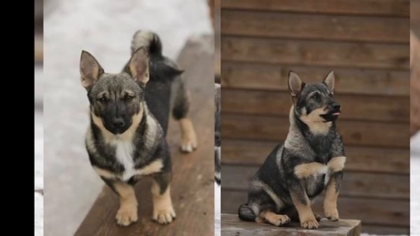 Шведский ВАЛЬХУНД