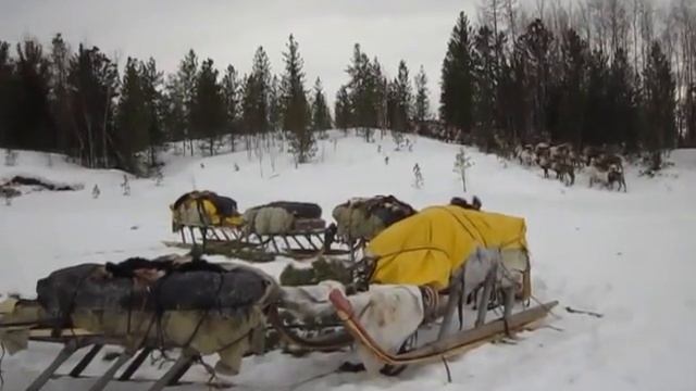 В стойбище оленеводов смотреть онлайн