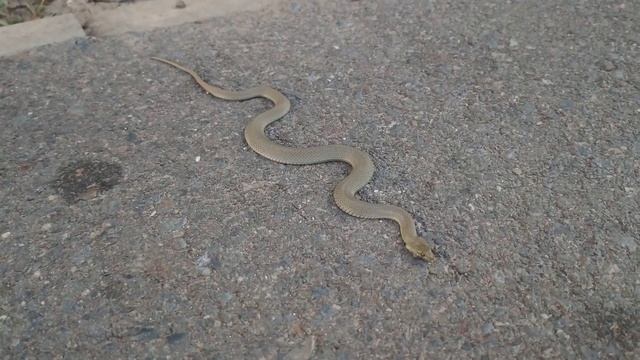 Змея 🐍 на велосипедной дорожке показывает язык смотреть онлайн