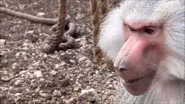 Люся и её замечательный сосед Джоник.Lucy and her wonderful neighbor Dzhonik смотреть онлайн
