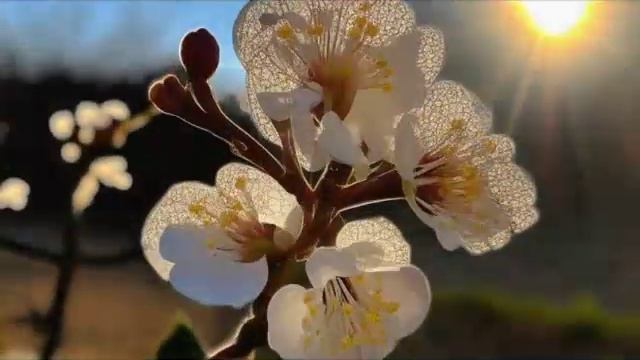 КОМЕДИЯ РОК Зацветает Миндаль!)) смотреть онлайн