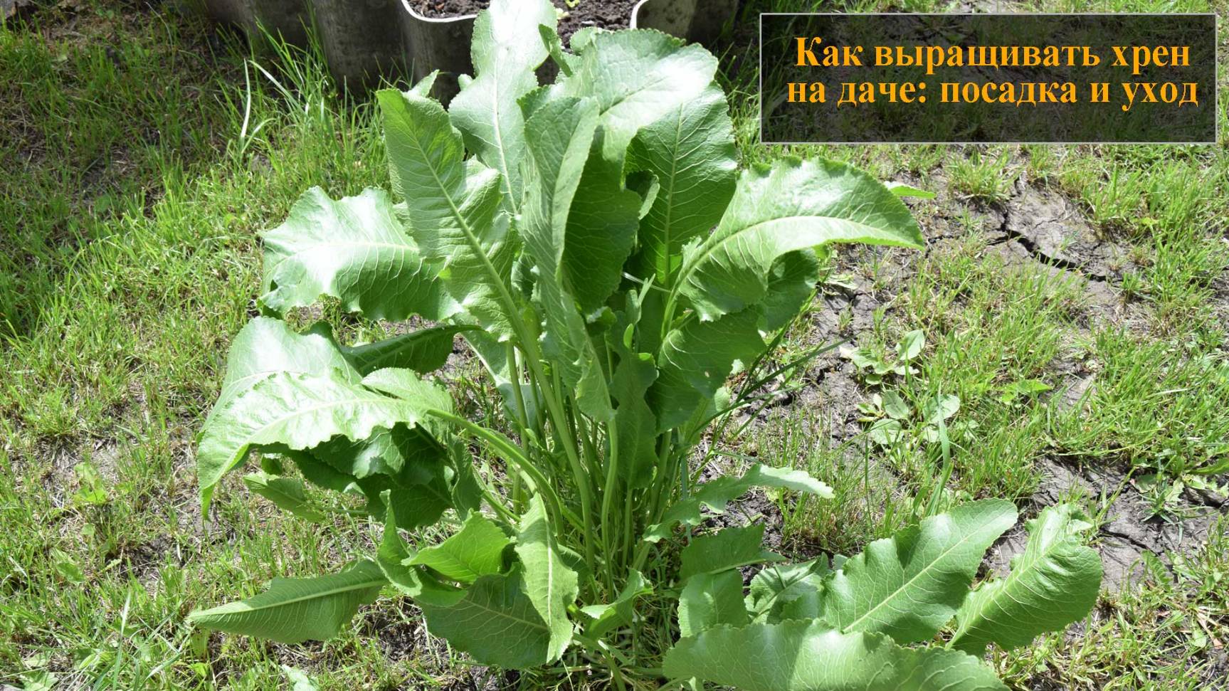 Как правильно выращивать хрен на даче посадка и уход смотреть онлайн