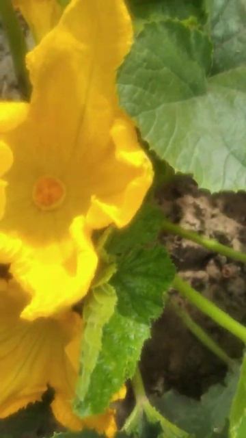 кабачок? мальчик - девочка. тыквы? смотреть онлайн