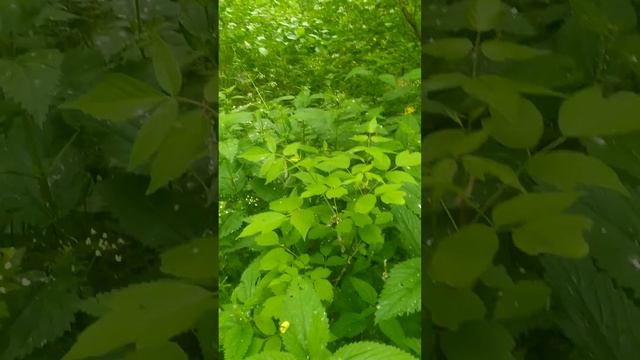 и чуть-чуть о крапиве смотреть онлайн
