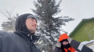 Сбор шишек голубой ели на семена