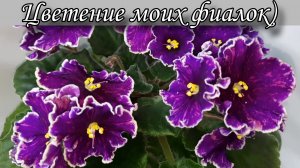 Цветение моих фиалок! Новинки и не только) 14.03.2025г.