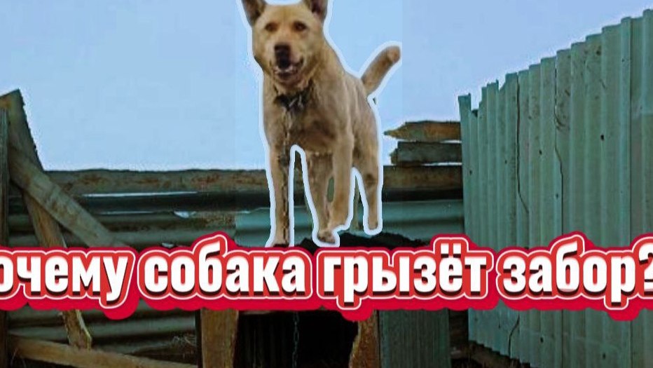 Я в шоке!!!Собака съела забор.Почему собака грызёт дерево ? смотреть онлайн