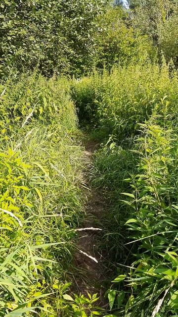 джунгли из крапивы 🌱(3)