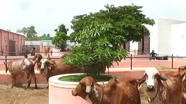SHREE RAJMOTI GIR GAUSHALA KODINAR смотреть онлайн