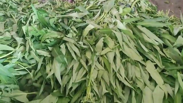 HARGA SAYURAN DAN CABE MASIH CUKUP STABIL DI PASAR INDUK PARE KEDIRI смотреть онлайн