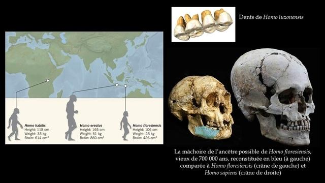 Une nouvelle espèce humaine : Homo luzonensis смотреть онлайн