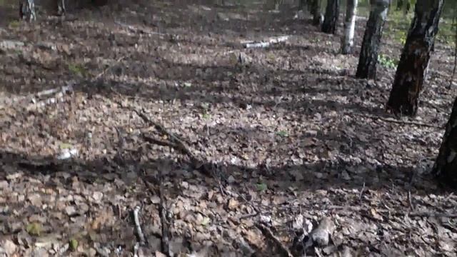 Грибы в конце мая. Подберёзовики смотреть онлайн