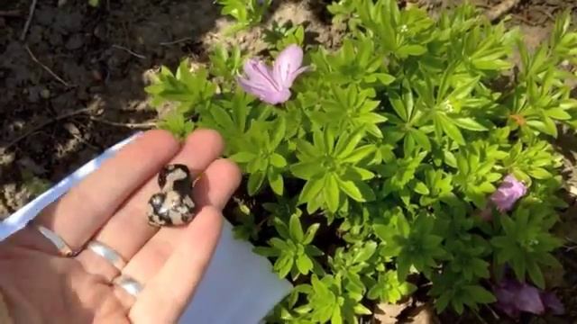 The Healing Properties of Black Agate - Promoting Mystical Experience (April 8, 2012) смотреть онлайн