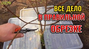 Я перепробовал все варианты обрезки 🌸 МЕТЕЛЬЧАТОЙ ГОРТЕНЗИИ и нашел лучший способ обрезки