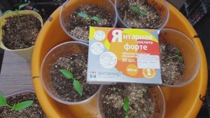 Янтарная кислота. Мощная подкормка для стимулирования мощных корней перца.