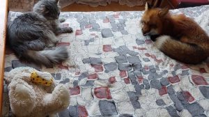 ЛисЯша разбудил кота Тихона