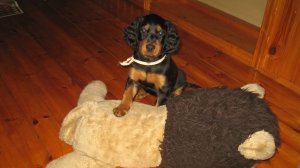 История шотландского сеттера - гордона Ларса. 28.06.2011